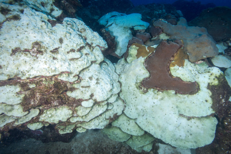 CSI: Death on a Coral Reef