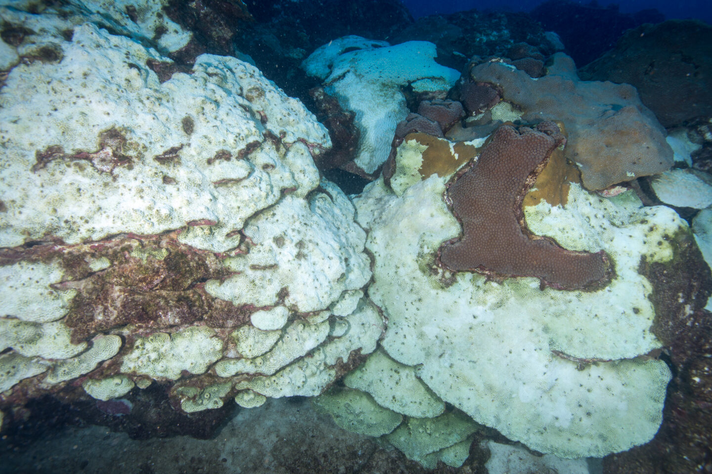 CSI: Death on a Coral Reef