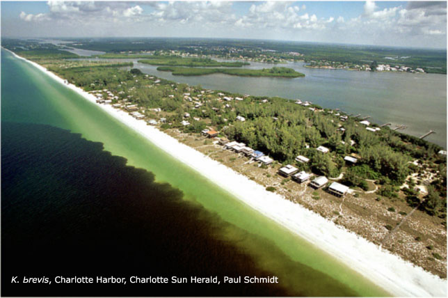 NEW RFP! Socioeconomic Impacts of Florida Red Tide