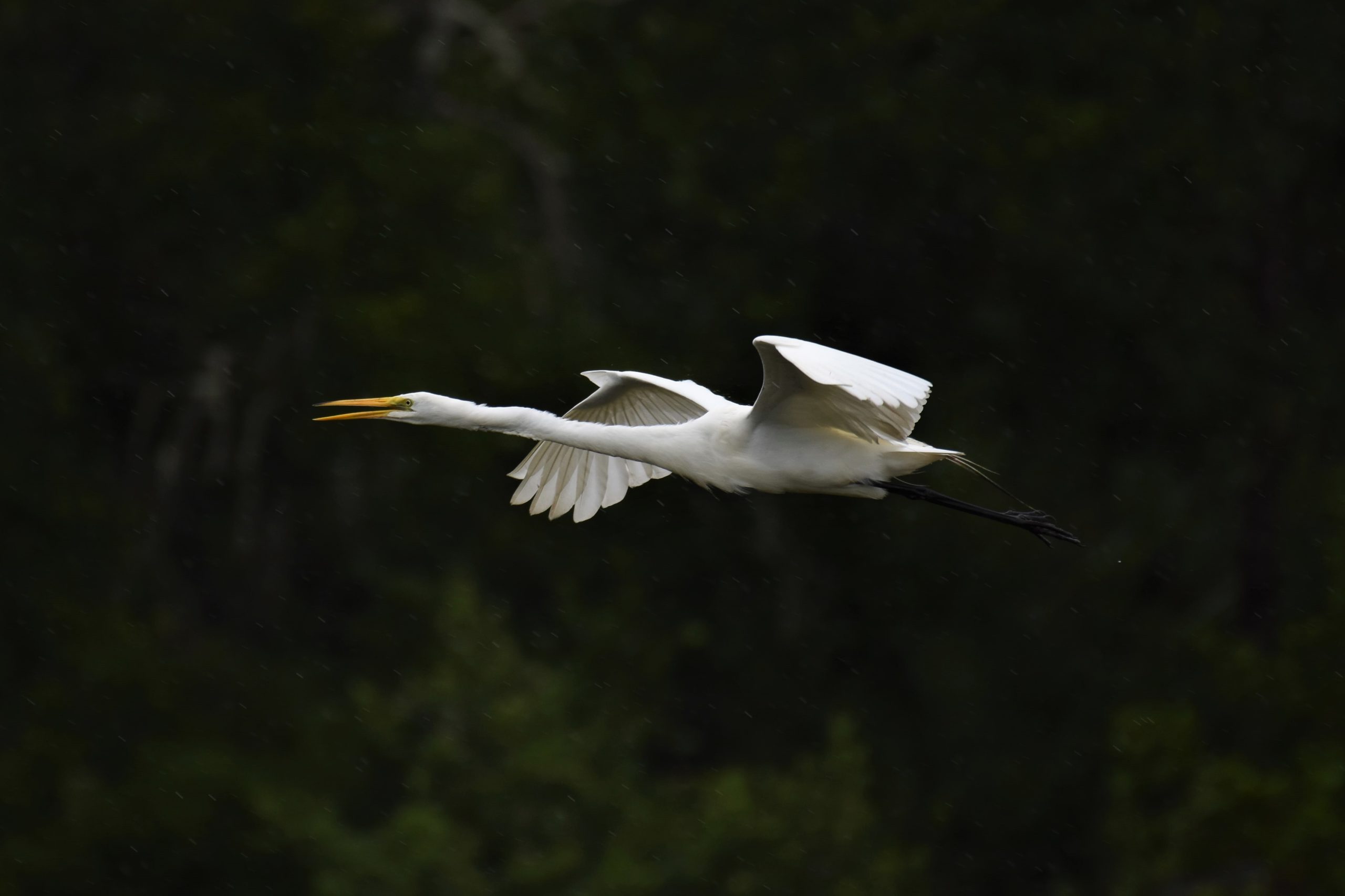 DSC_0512a Great Heron in Flight Amidst the Raindrops