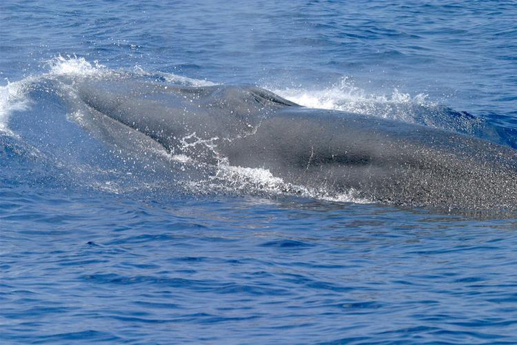 GCOOS Trains AI to Help ID Rice’s Whales in the Gulf