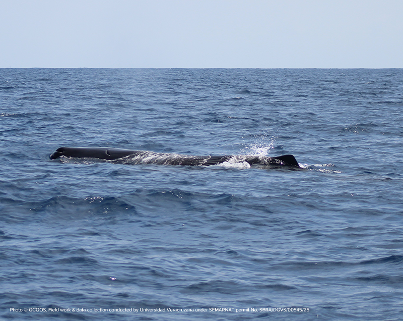 CETACEAN Gathers Sperm Whale Data from Veracruz