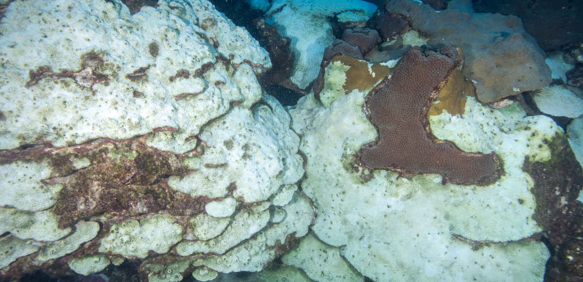 Csi Death On A Coral Reef Gcoos Gulf Of Mexico Coastal Ocean